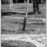 Klukata cesticka zivotom