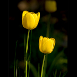 Pozdně odpolední tulipánovka