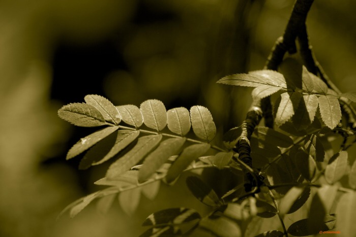 makro 2