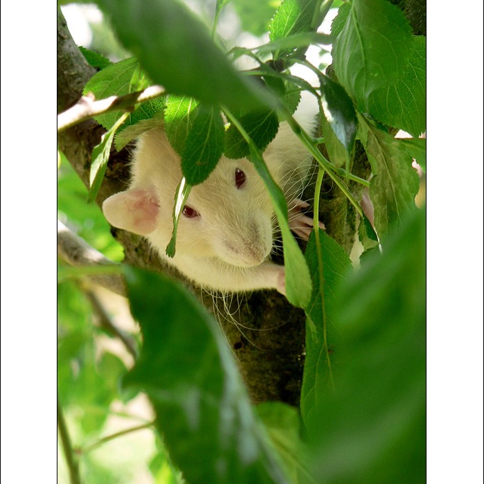 Co se skrývá na stromě?