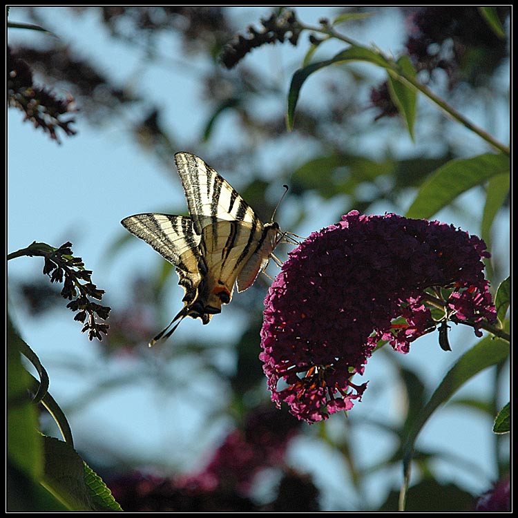 Proti světlu jiný exemplář