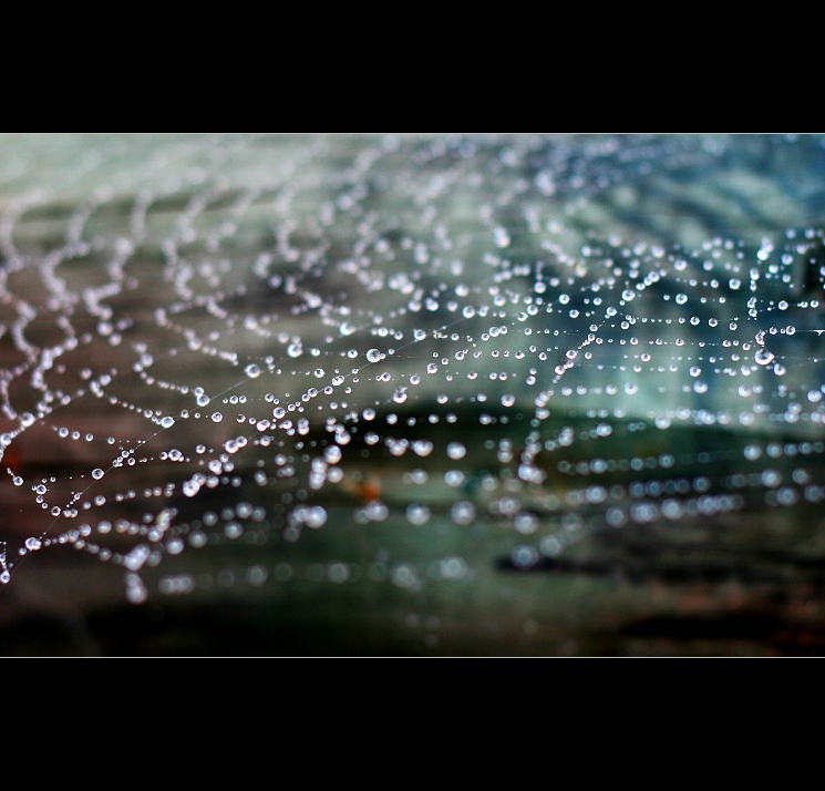 Pavučinový minisvět