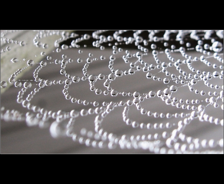 Pavoučí kouzlo II.