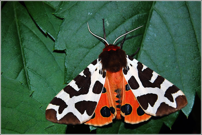 Přástevník medvědí (Arctia caja)