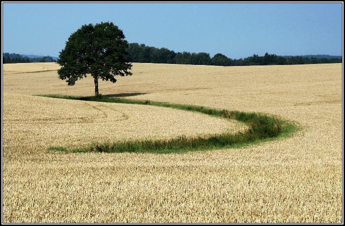 samotář