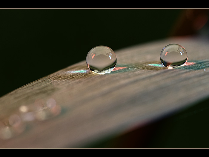 Cvrčci zase hráli kulec...