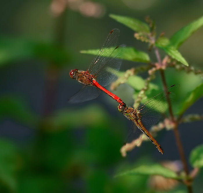 Ve dvou se to lépe letí