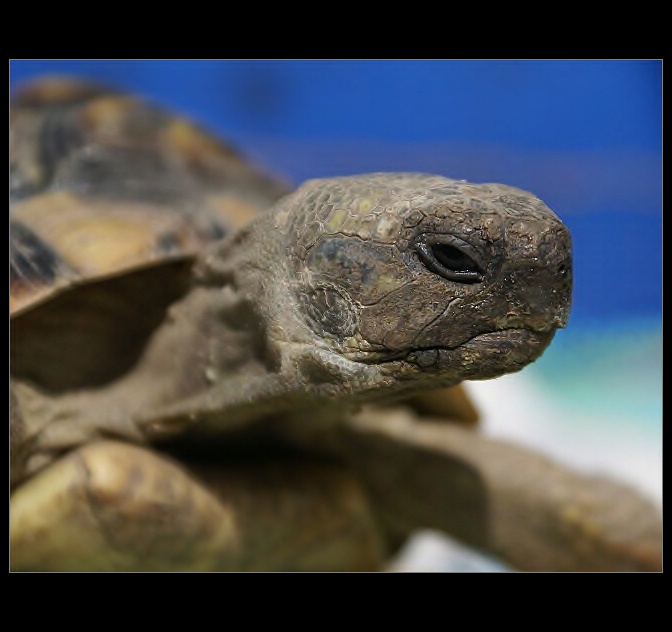 Testudo hermanni