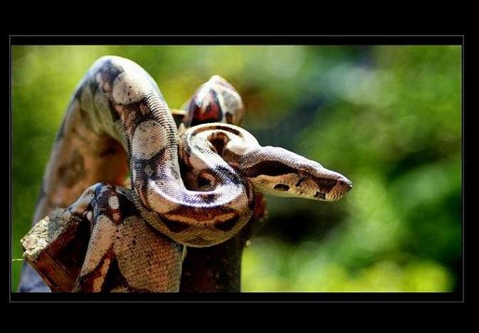 Boa constrictor