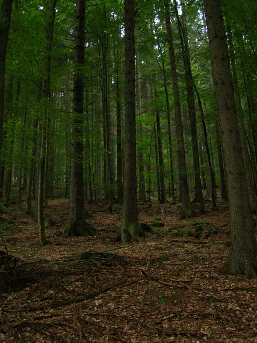 Šumava-Boubín