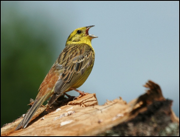 Strnad obecný - Emberiza citrinella