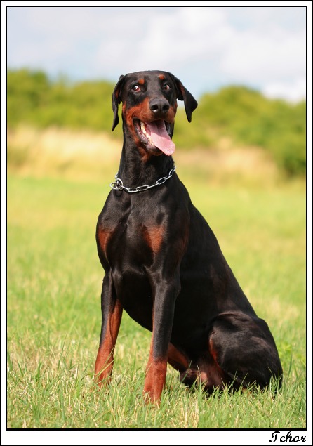 Fernando Halit Paša