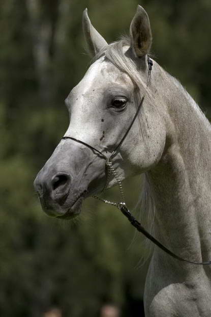 2008-07-26 VII. ročník národního šampionátu plnokrevných arabských koní @ Liberec I.