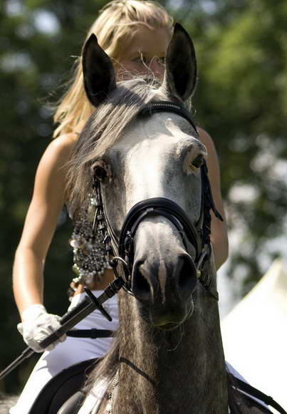 2008-07-26 VII. ročník národního šampionátu plnokrevných arabských koní @ Liberec II.