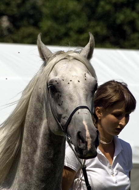 2008-07-26 VII. ročník národního šampionátu plnokrevných arabských koní @ Liberec III.