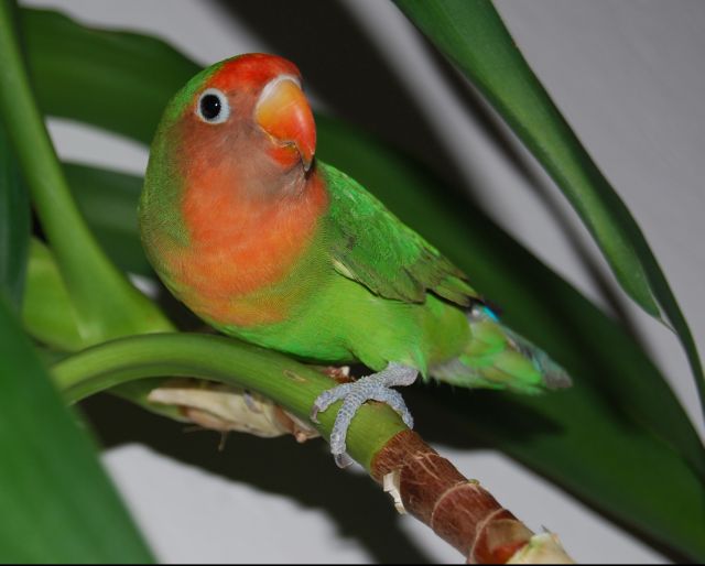 Agapornis