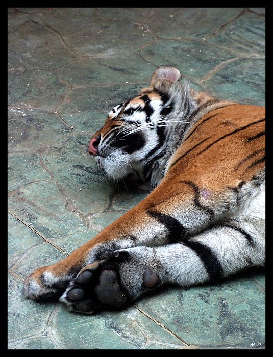 *** Tygří siesta ***