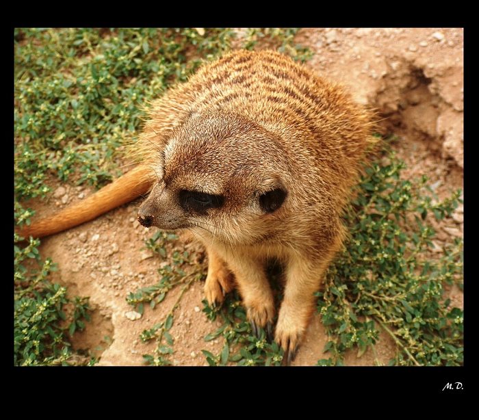 Surikata