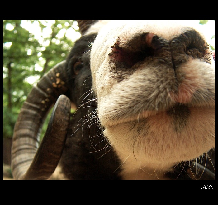 Beránek z rodu ovcí jákobových