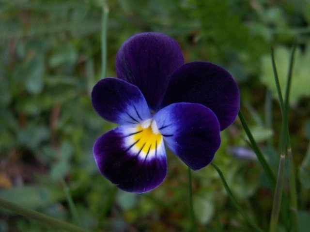 maceška