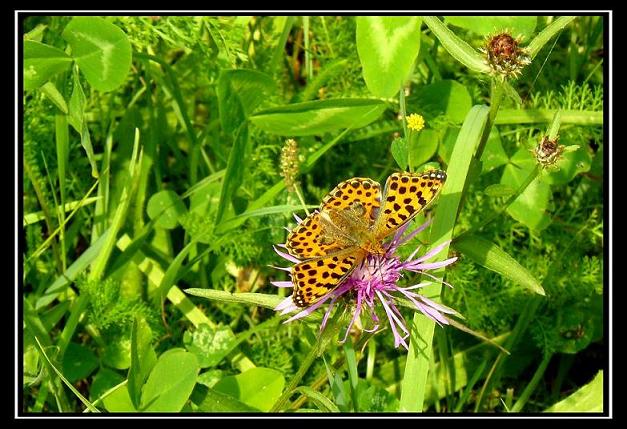 motyl