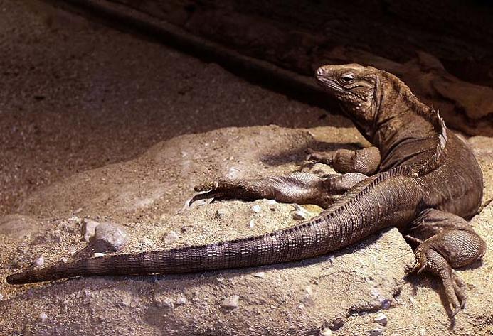 leguan