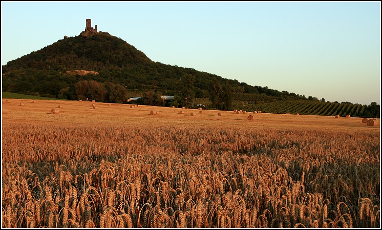 Žně pod Hazmburkem