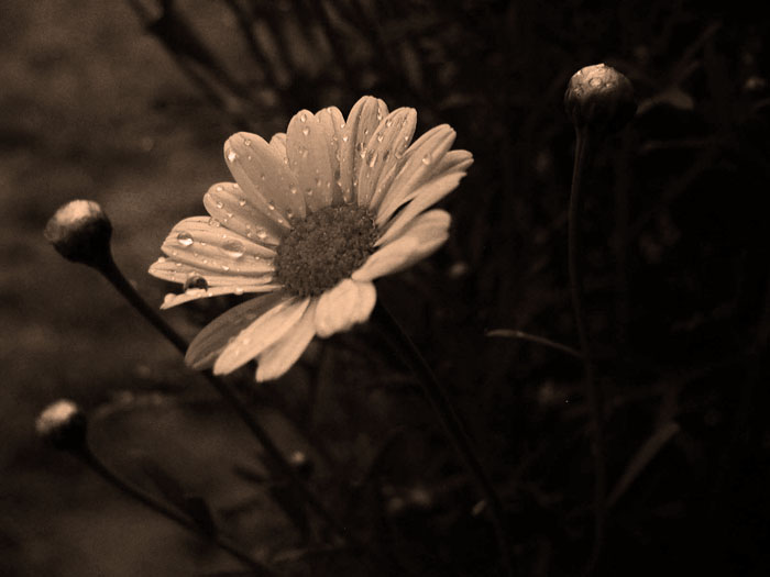 *flower...2*