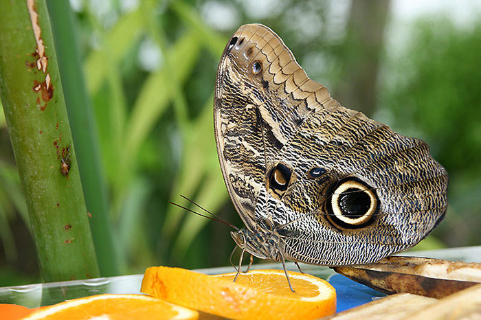 *** Osvěžení  ***