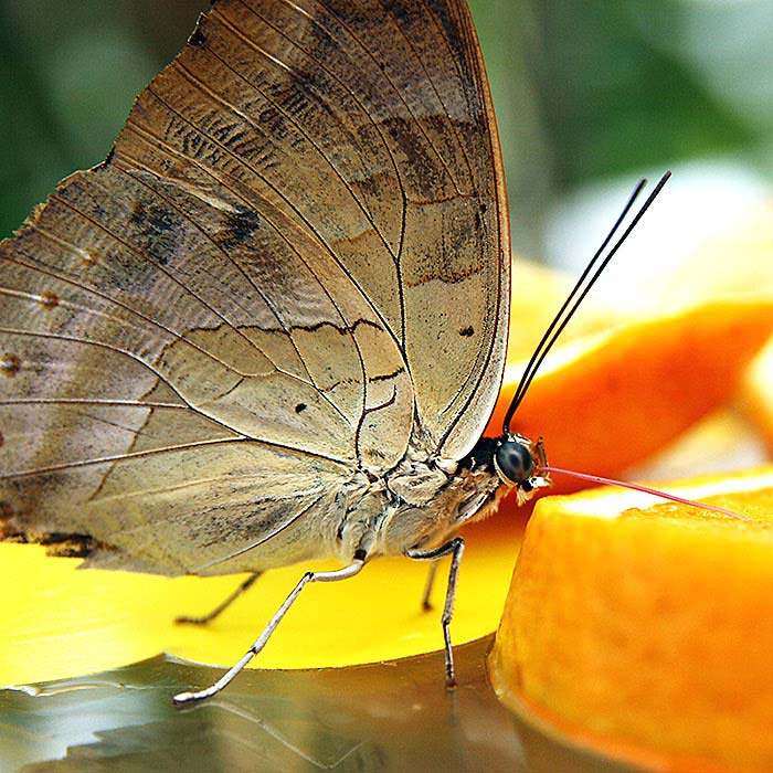 *** Osvěžení 2 ***