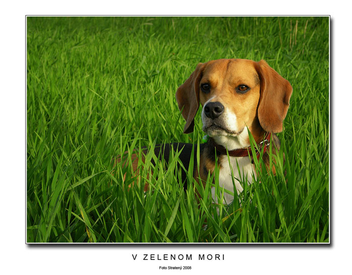 V zelenom mori