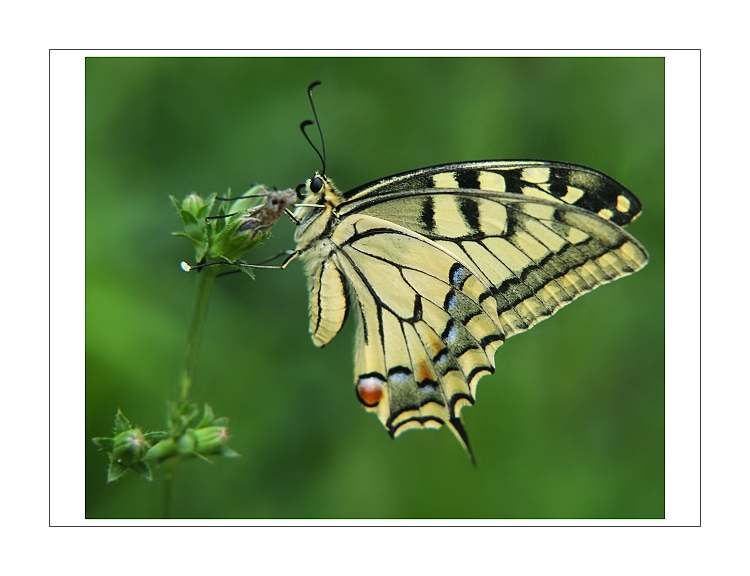 Vidlochvost feniklový II