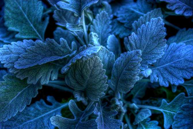 Blue