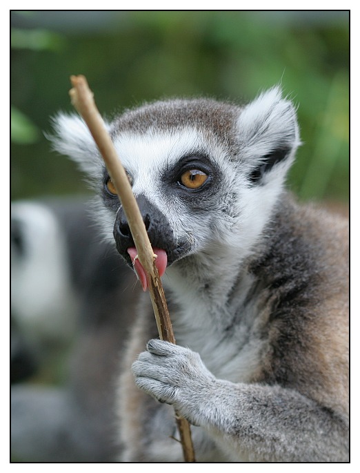 lemur a klacík