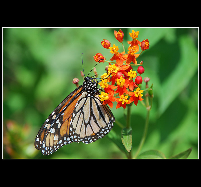 Monarcha