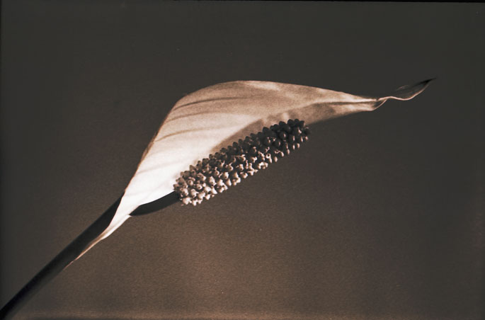 Spathiphyllum