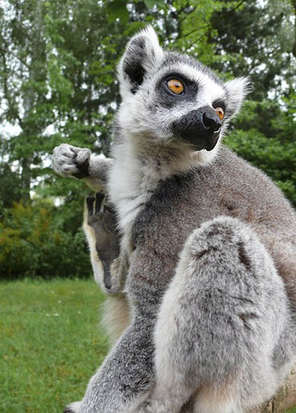 lemur