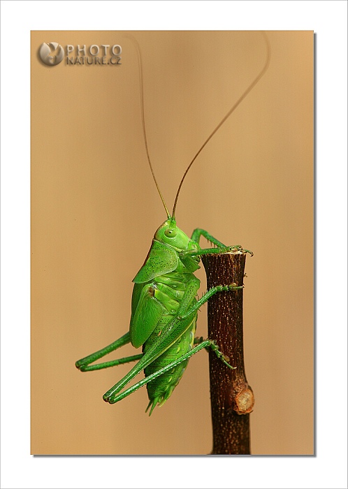 MACRO WORLD
