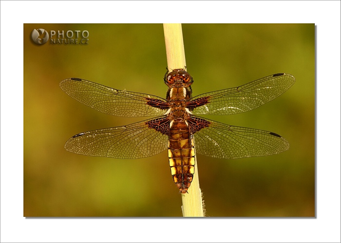 MACRO WORLD