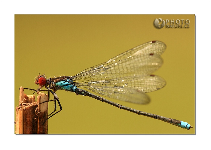 MACRO WORLD