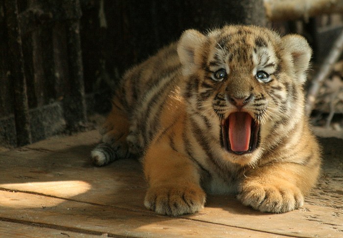 Jsem nebezpecny tygrrrrr