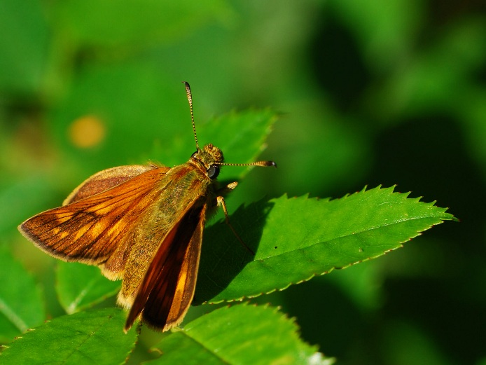 soumračník za svítání