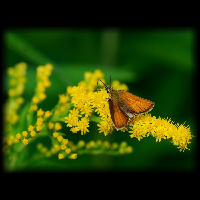 sedím si na konári