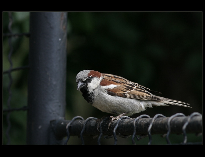 Vrabčák na plotně