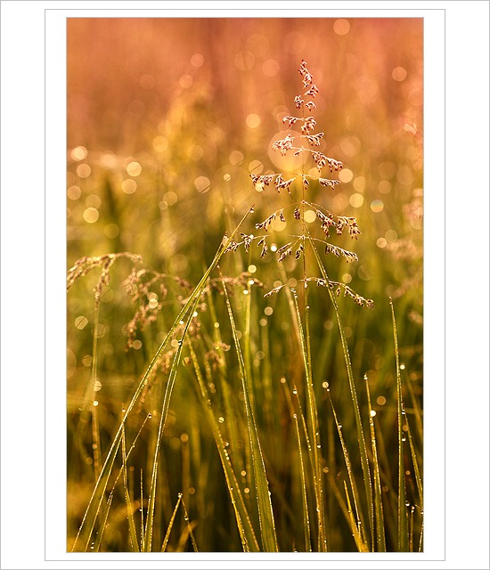 *** Za svítání ***