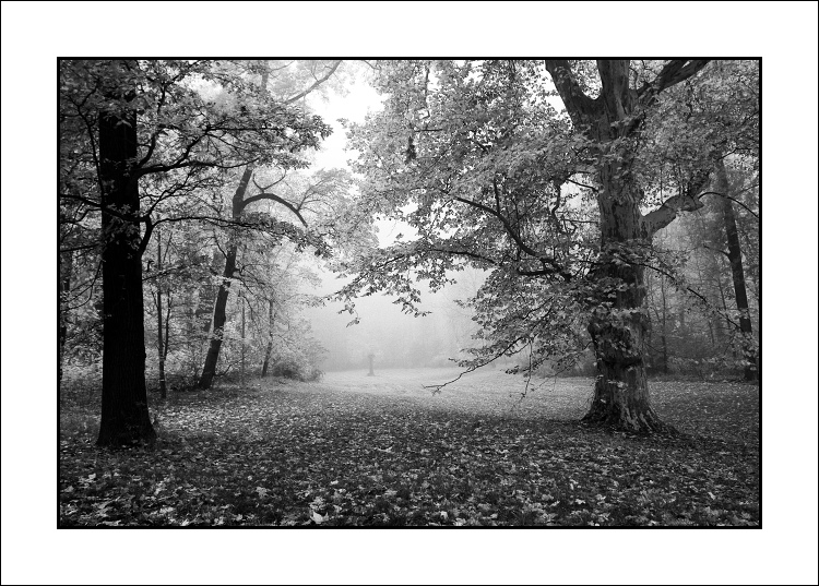 Návraty do veltruského parku XXXII - u platanu