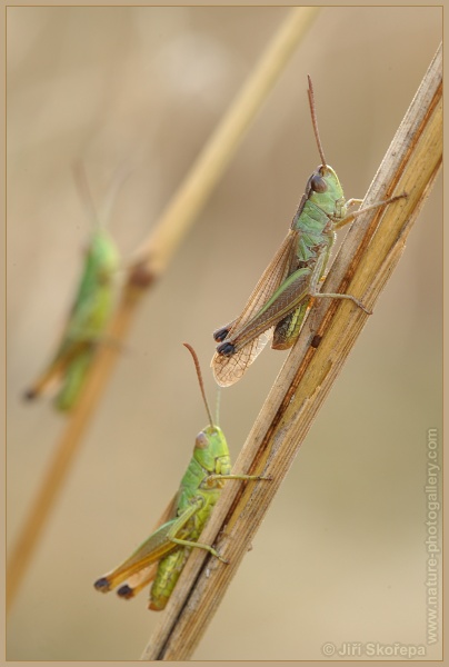 Podvečer na stéblech trávy
