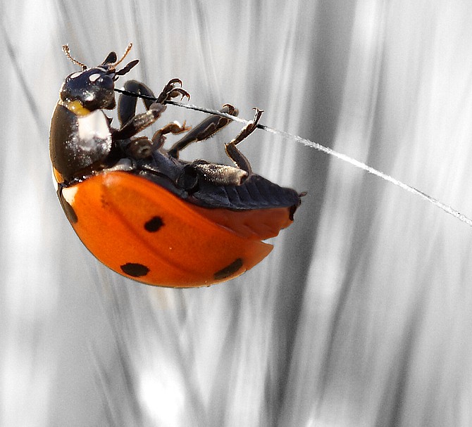coccinella