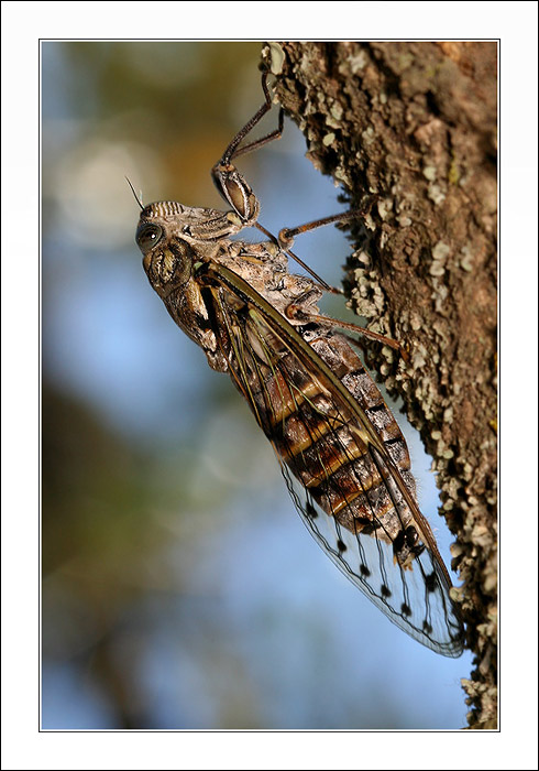 Tibicina