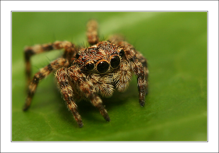 Salticoidea
